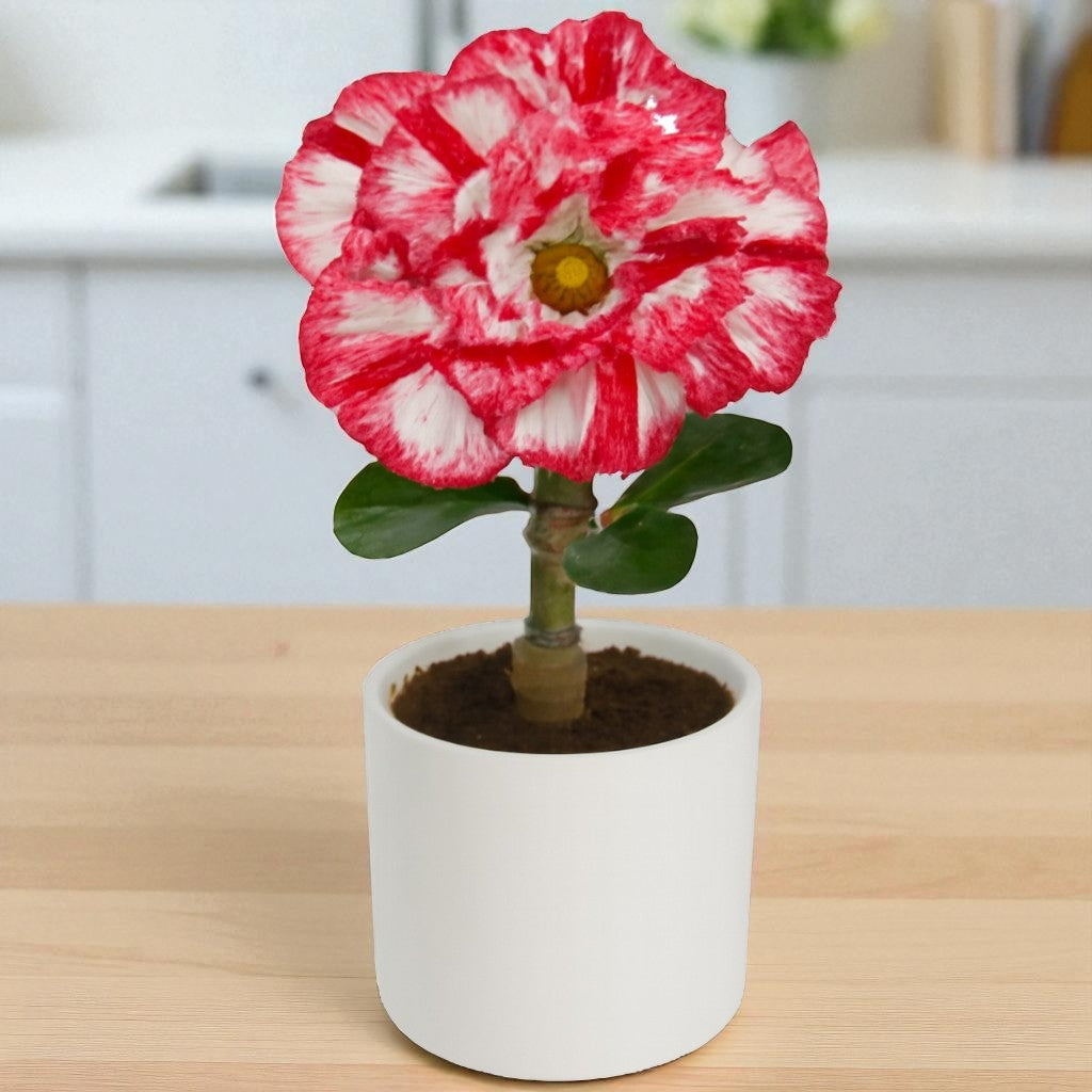 Adenium R209 – Plant Orbit