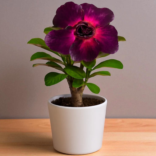 Adenium R214