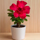 Adenium R213