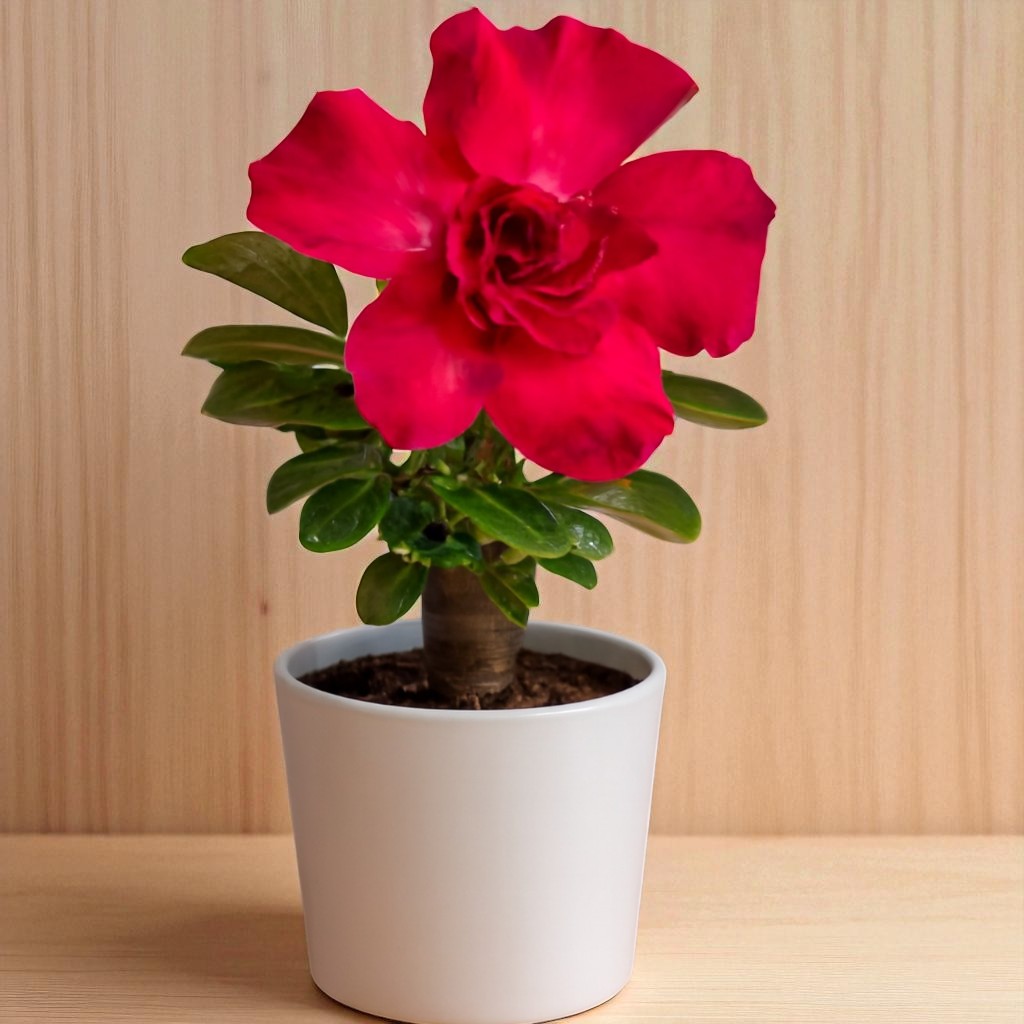Adenium R213