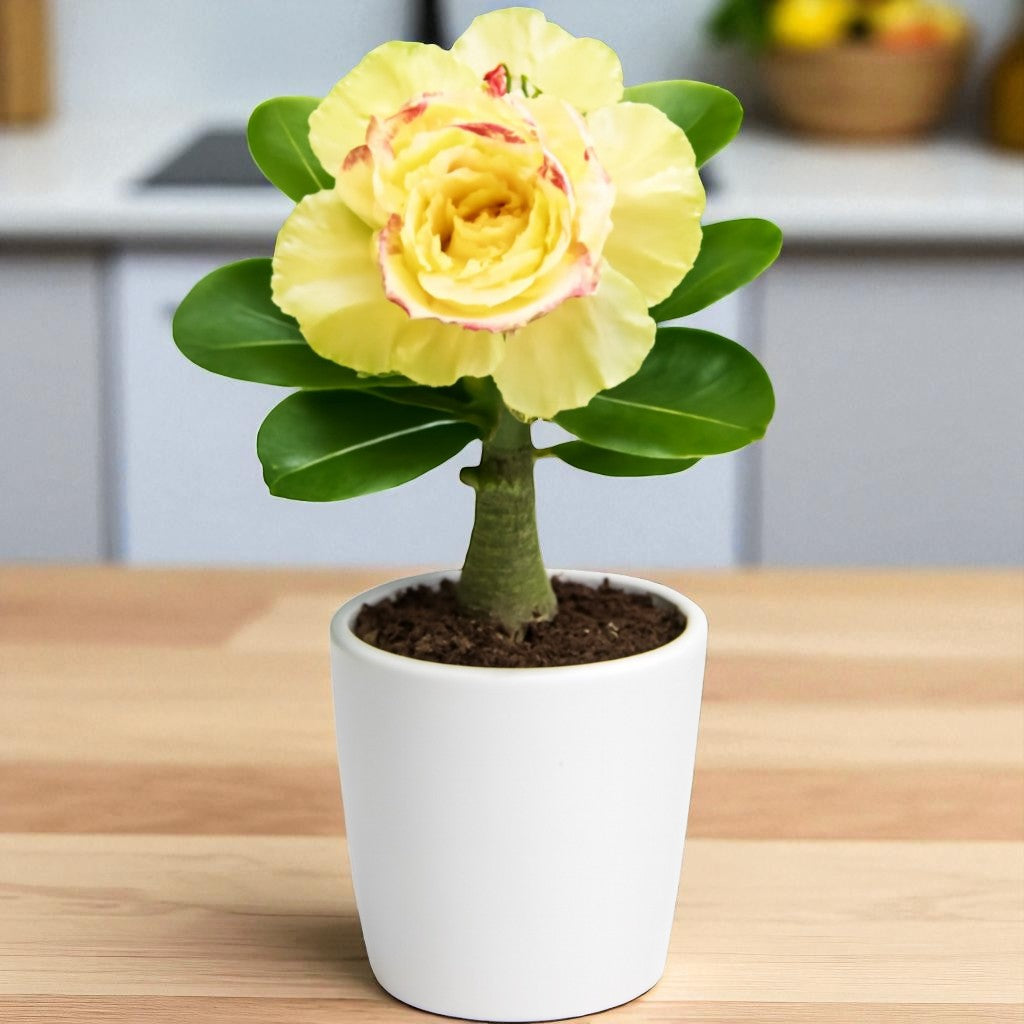 Adenium R220