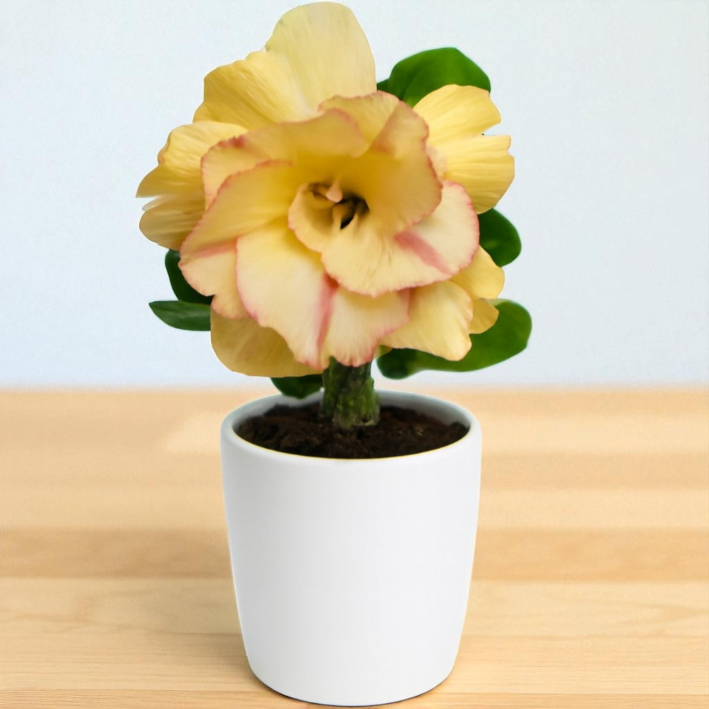 Adenium R223