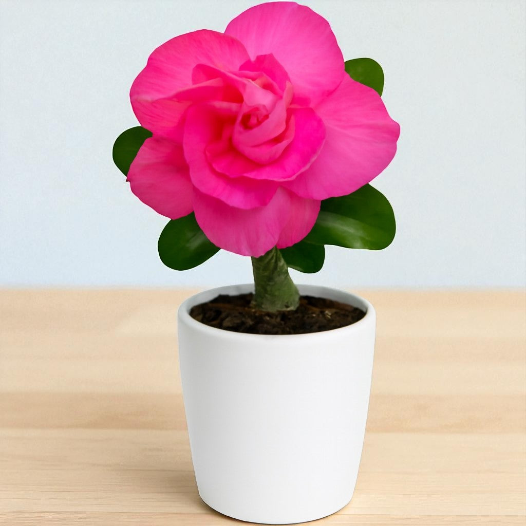 Adenium R212