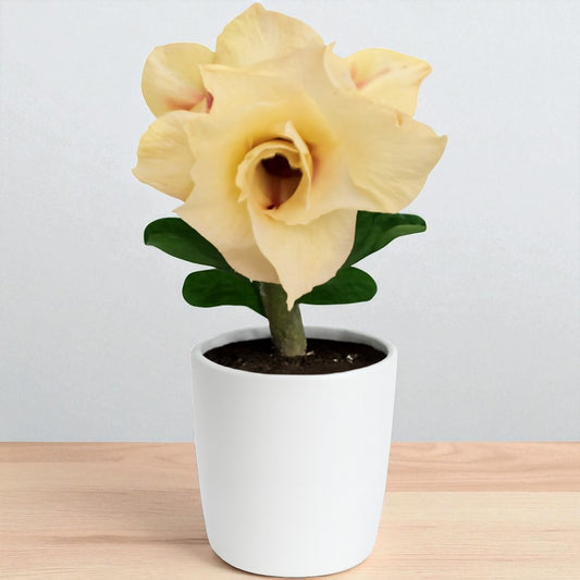 Adenium R450