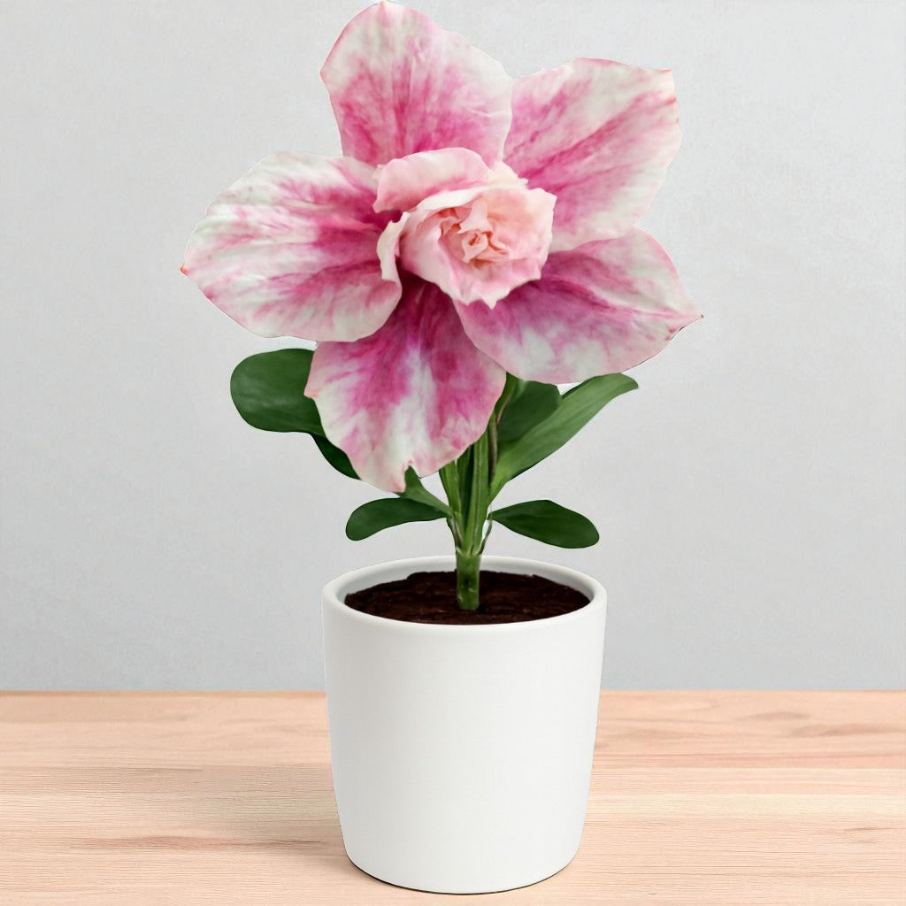 Adenium R445