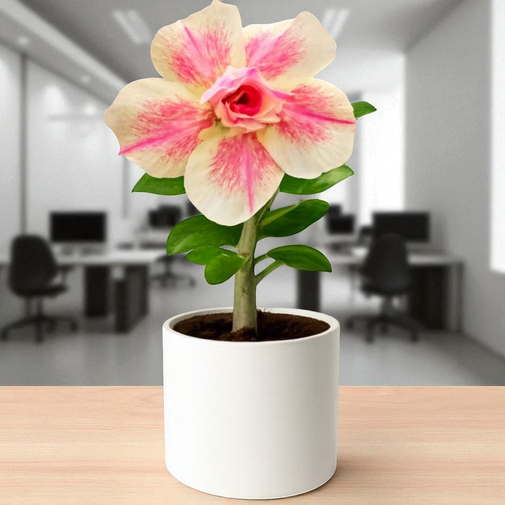 Adenium R442