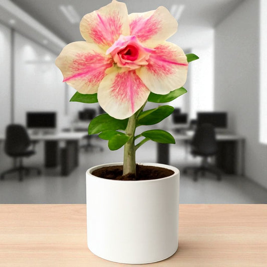 Adenium R442