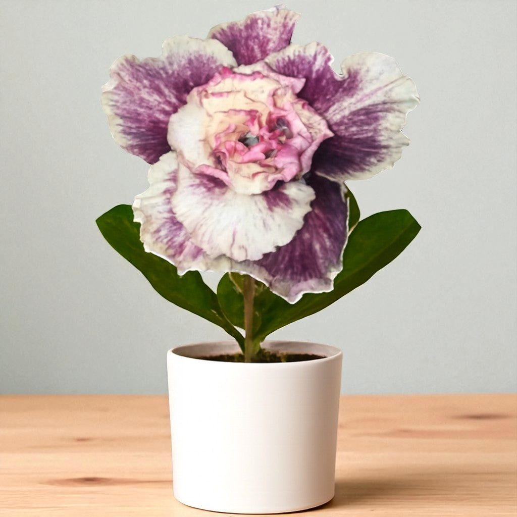 Adenium R441