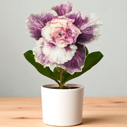 Adenium R441