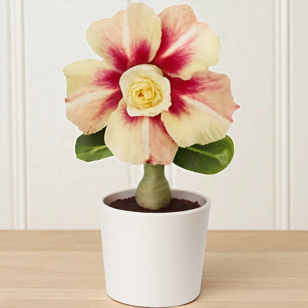 Adenium R440