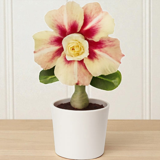 Adenium R440