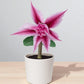 Adenium R439