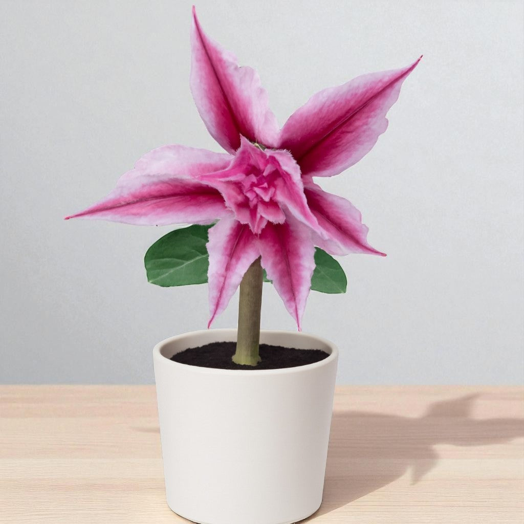 Adenium R439