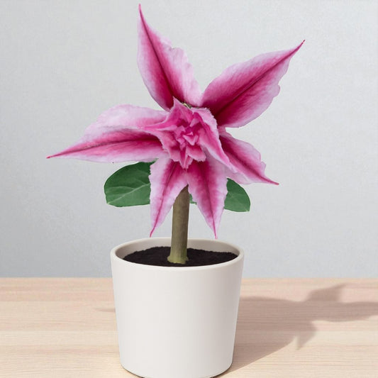Adenium R439