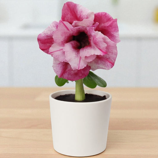 Adenium R438