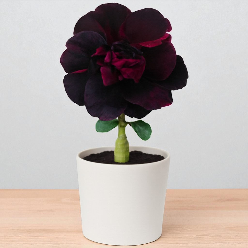 Adenium R436