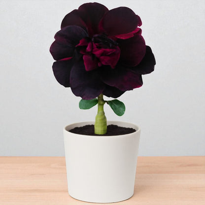 Adenium R436
