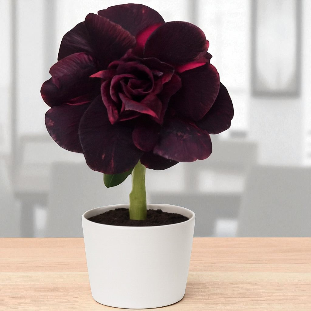 Adenium R435