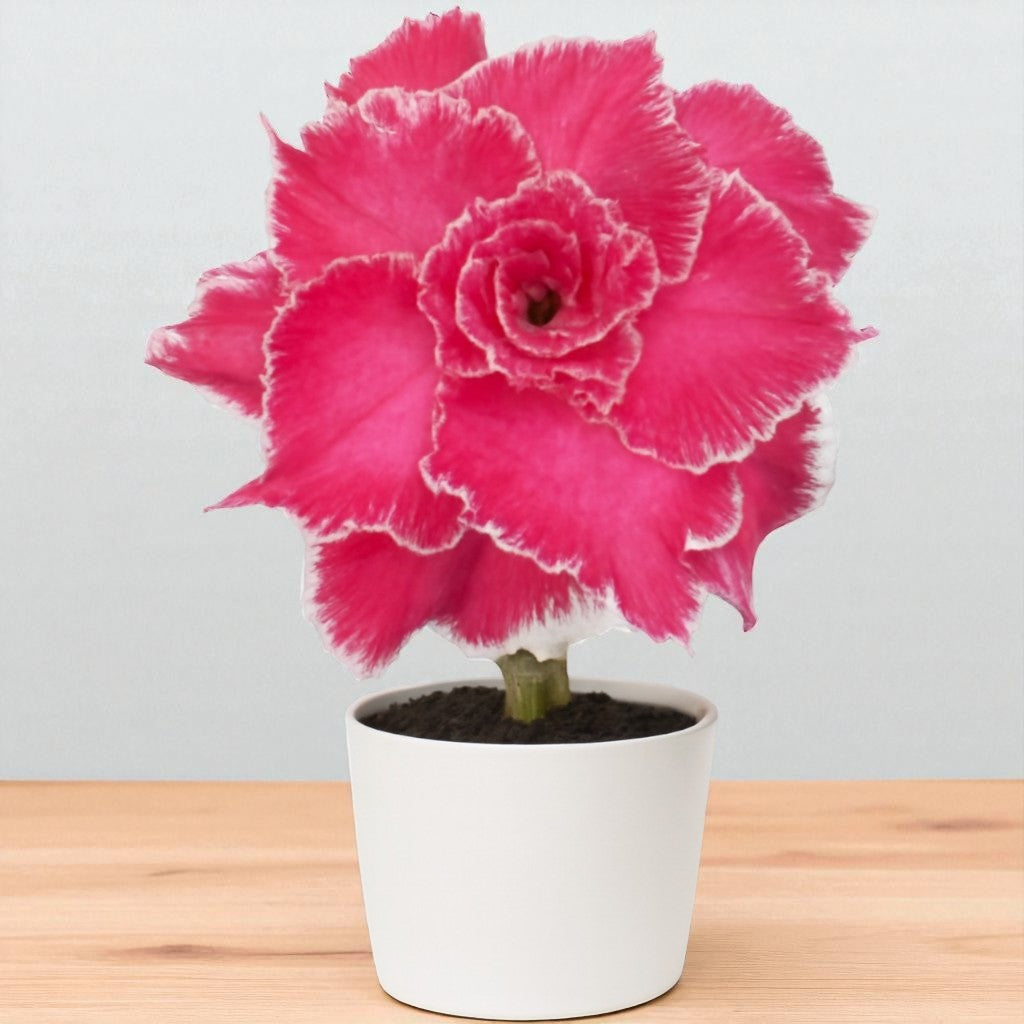 Adenium R433