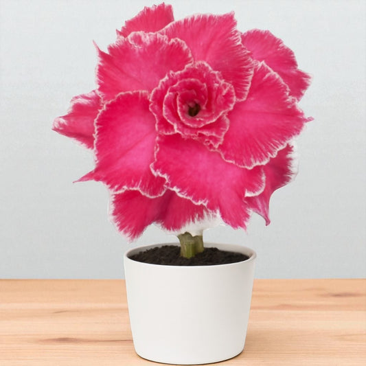 Adenium R433