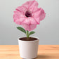 Adenium R432