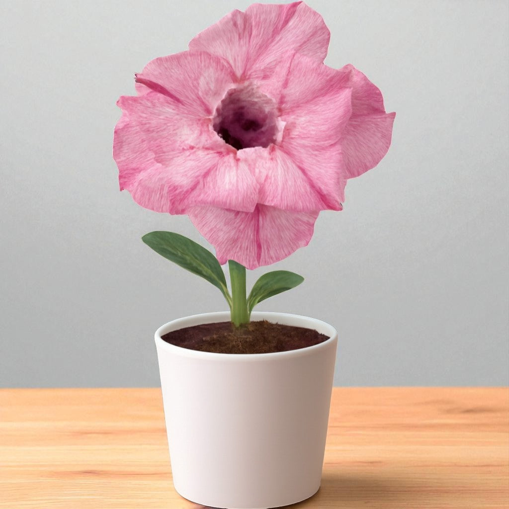 Adenium R432