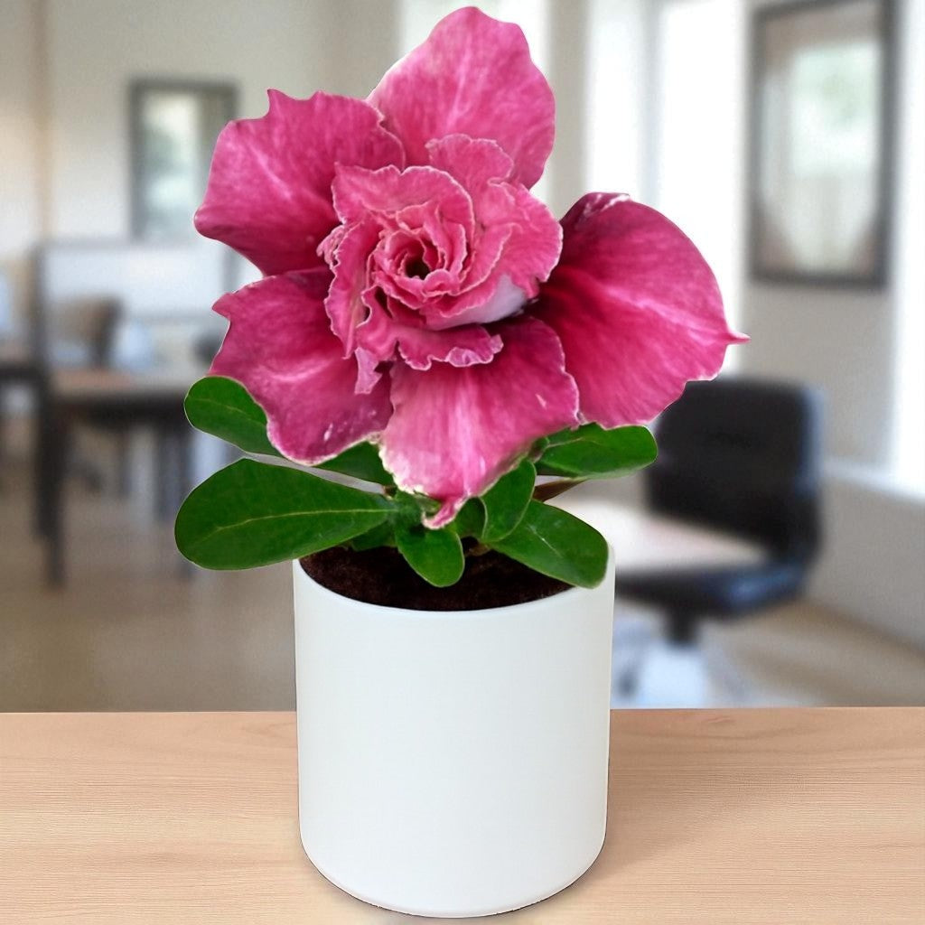Adenium R429