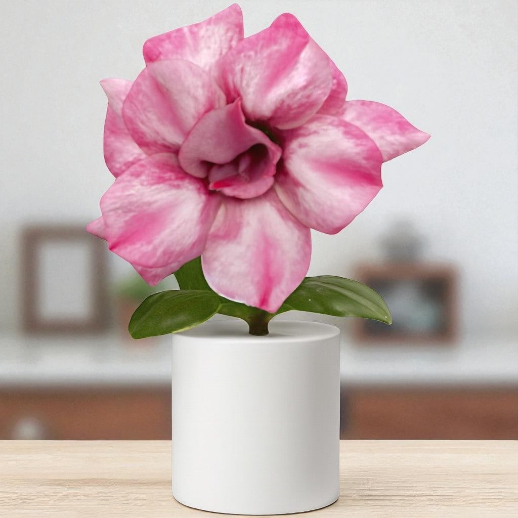 Adenium R428