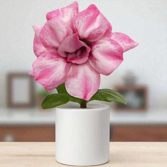 Adenium R428