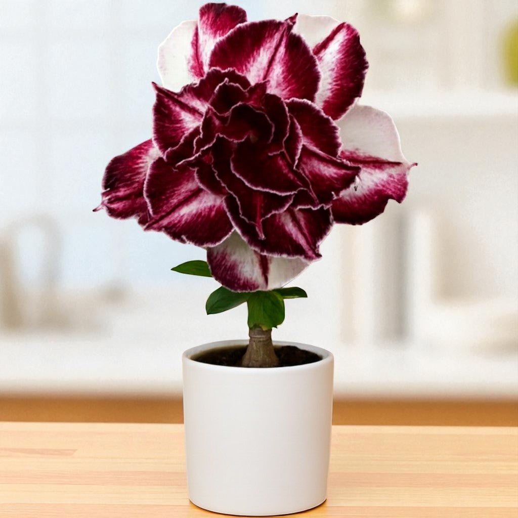 Adenium R426