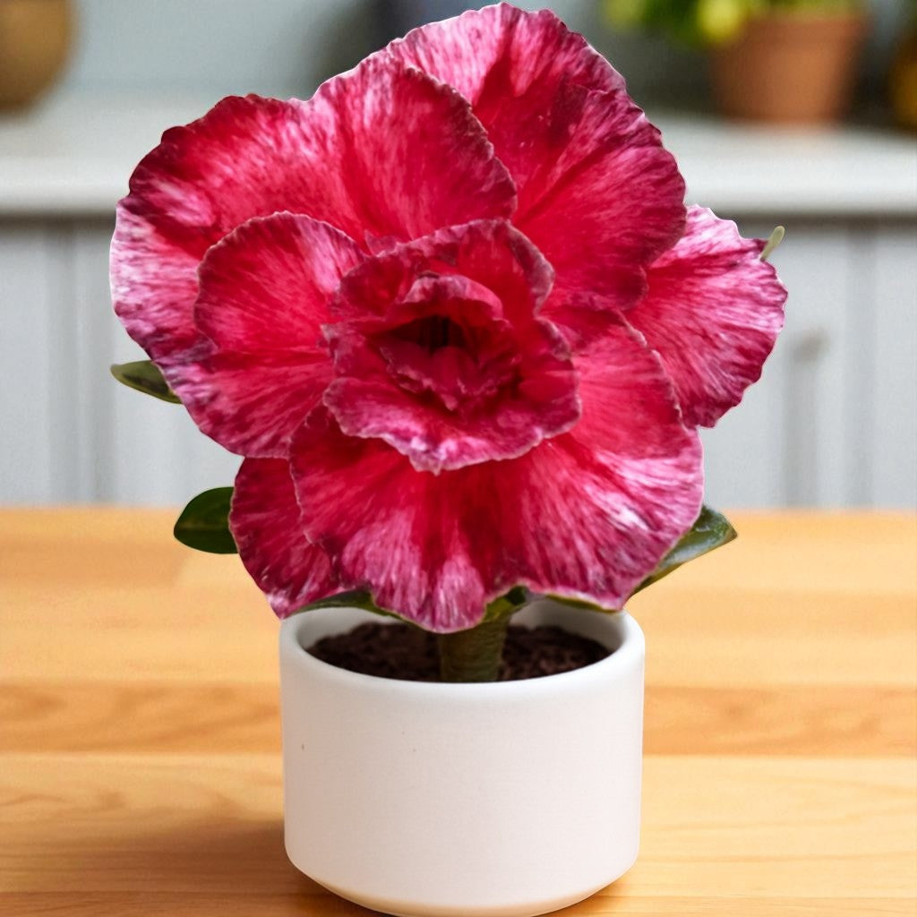 Adenium R422