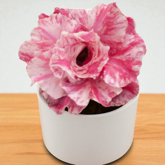 Adenium R421