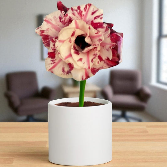 Adenium R420