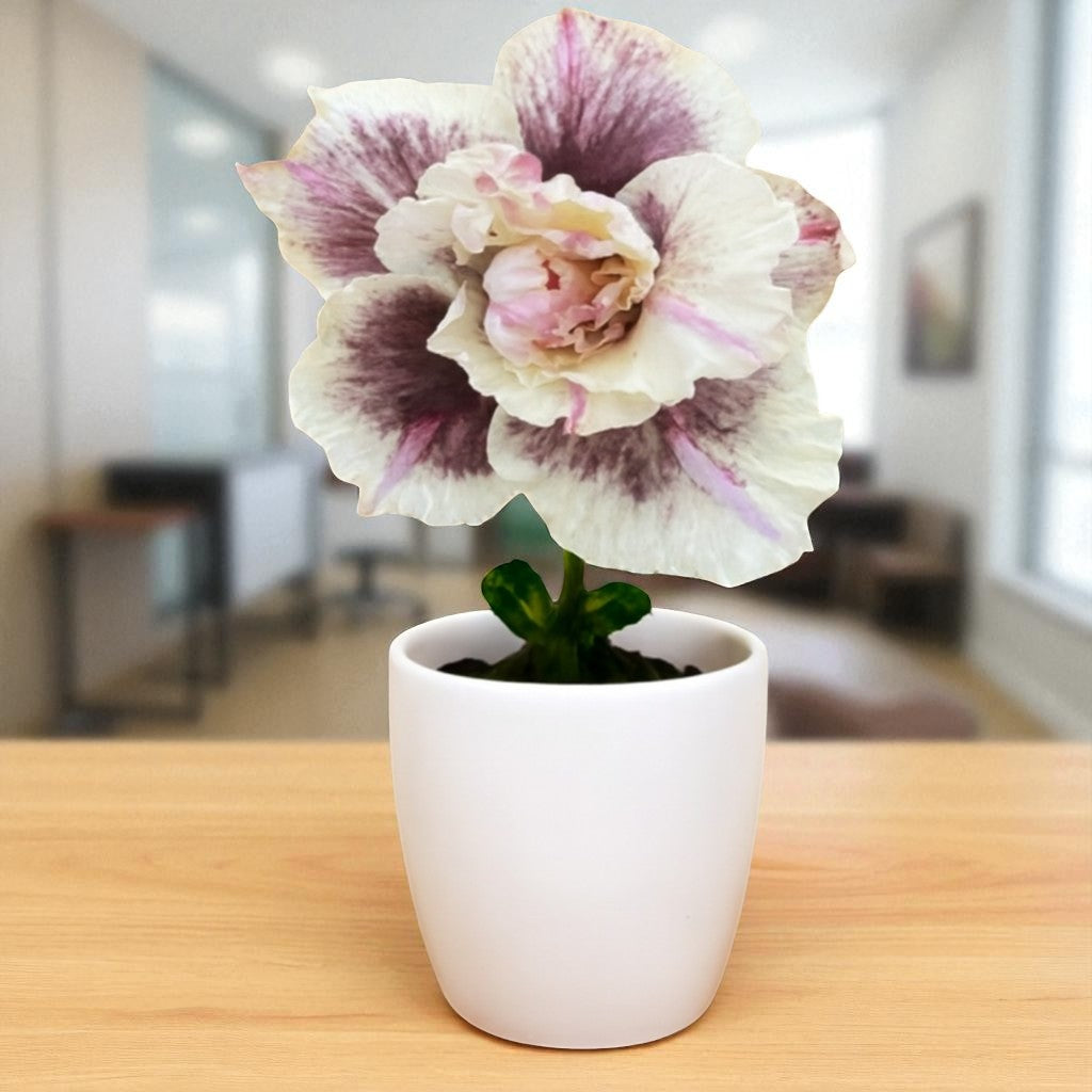 Adenium R419