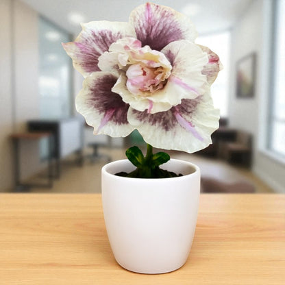 Adenium R419