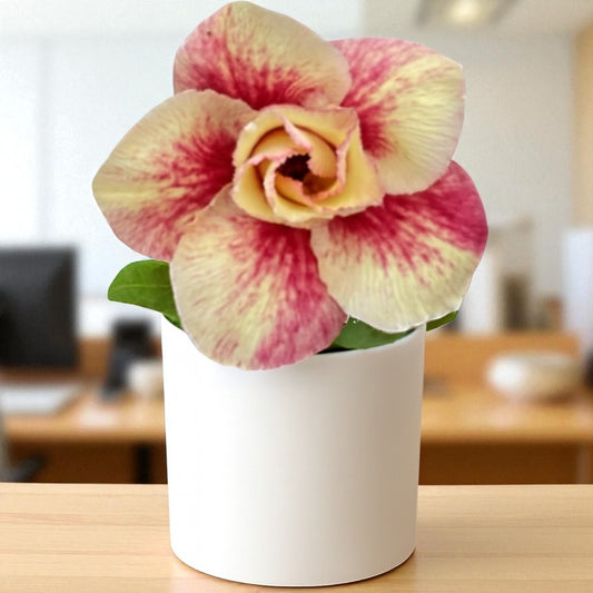 Adenium R418
