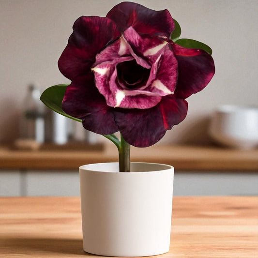 Adenium R417