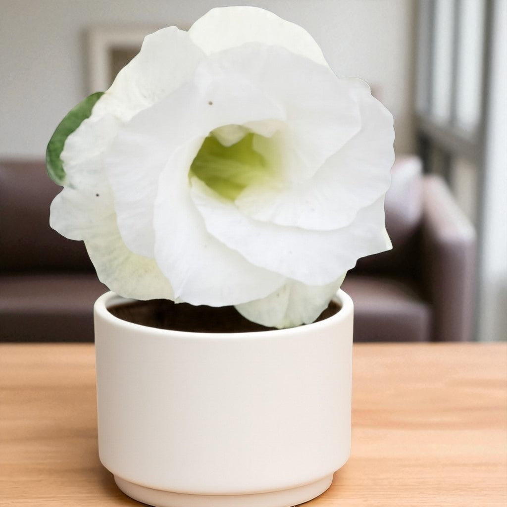 Adenium R416