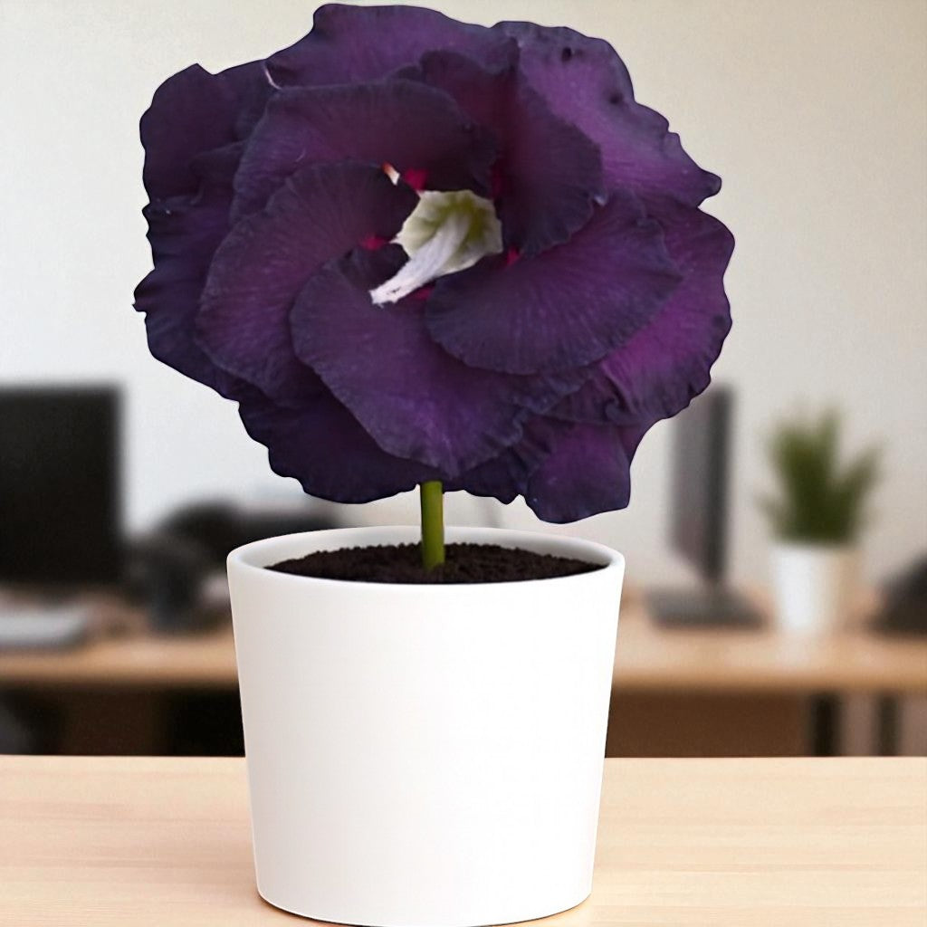 Adenium R415