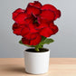 Adenium R226