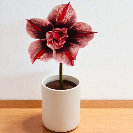 Adenium R227