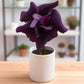 Adenium R228