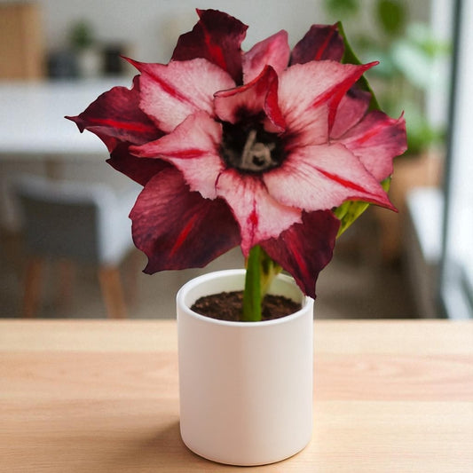 Adenium R229