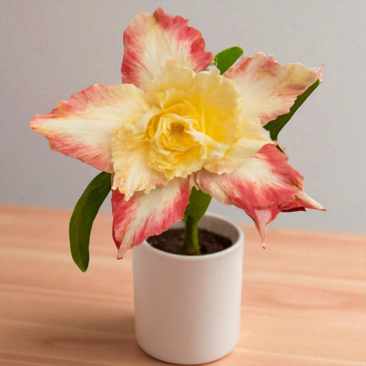 Adenium R230