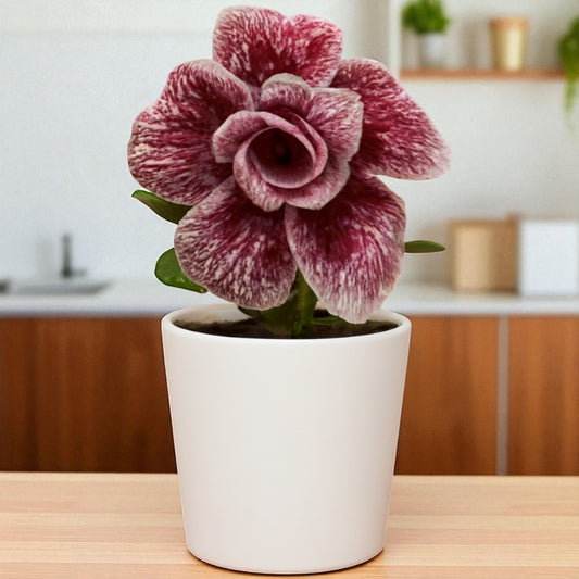 Adenium R402