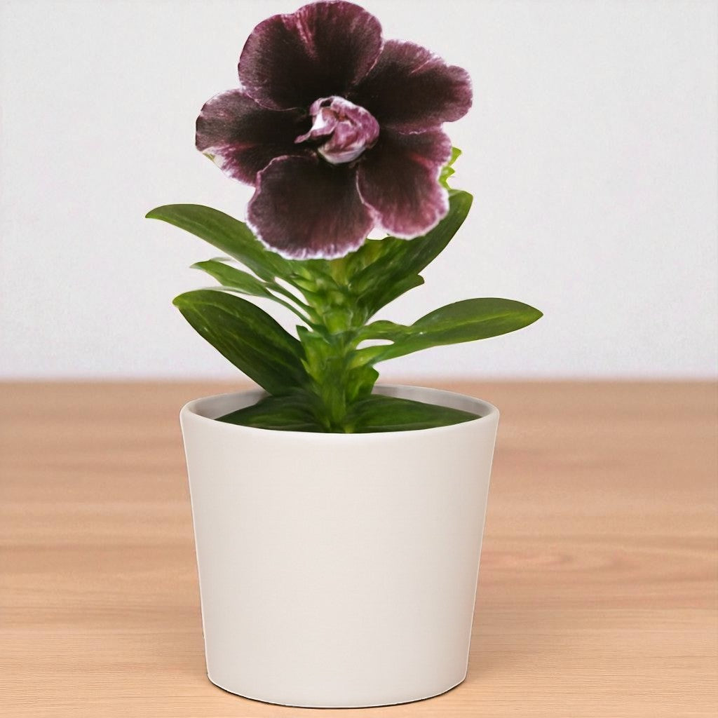 Adenium R404