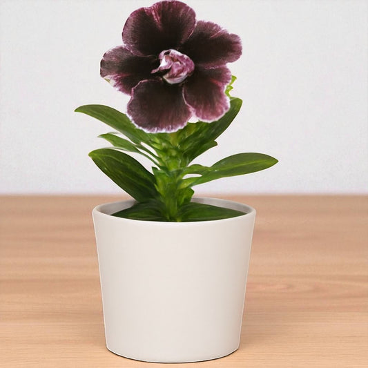 Adenium R404