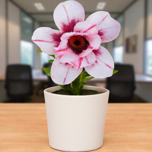 Adenium R405