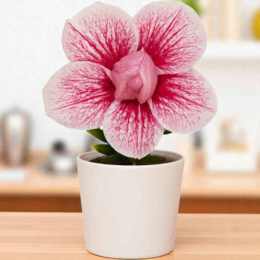 Adenium R406