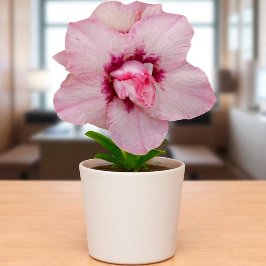 Adenium R407